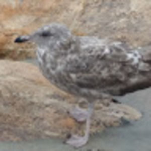 Meet your Posher, Jane